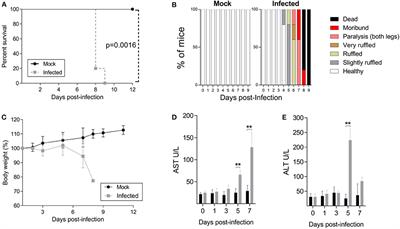 Protective Immunity to Dengue Virus Induced by DNA Vaccines Encoding Nonstructural Proteins in a Lethal Challenge Immunocompetent Mouse Model
